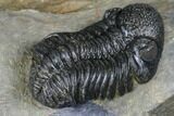 Austerops Trilobite - Nice Eye Facets #174733-1
